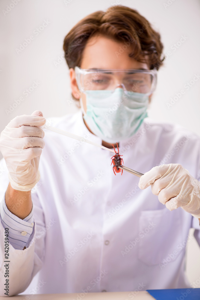 Fototapeta premium Male entomologist working in the lab on new species