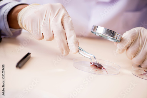 Male entomologist working in the lab on new species