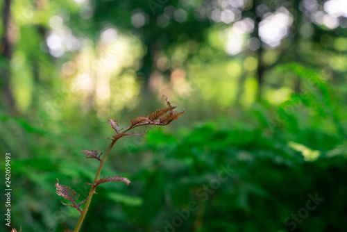 ferns in the forest