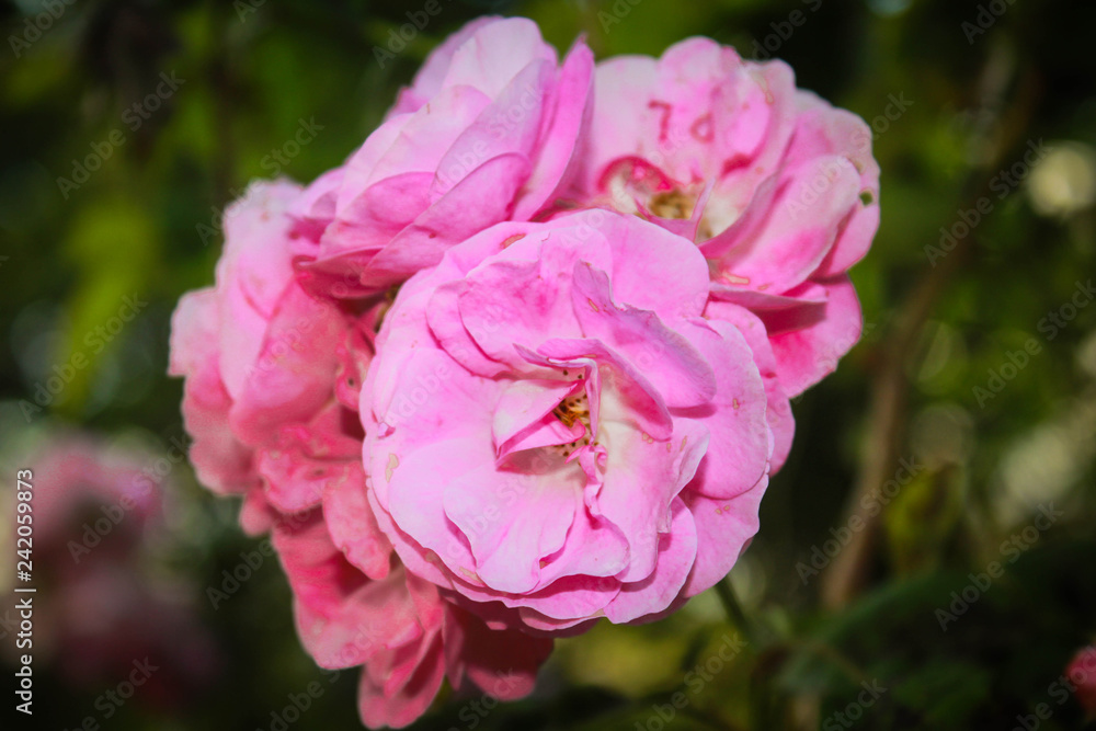 pink rose in garden pink rose in garden