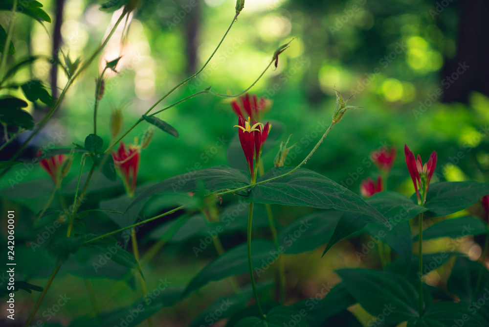 red spigelia flowers in the srpring red spigelia flowers in the srpring