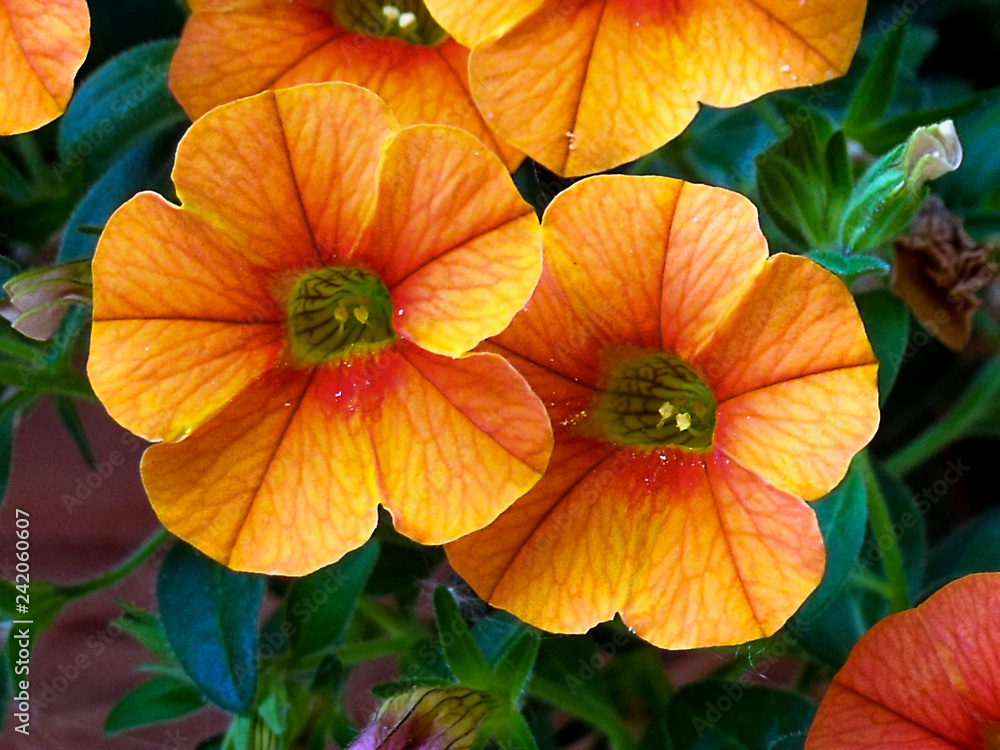 Blume Blume