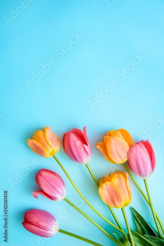Tulips on blue background with copy space