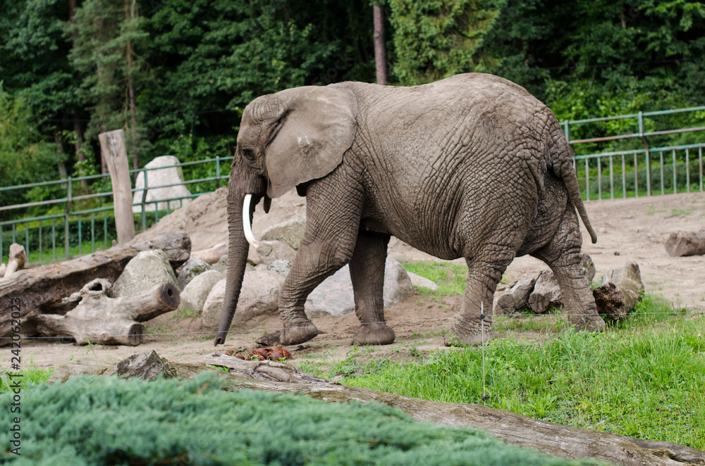 Słoń idący na trawie w zoo - obrazy, fototapety, plakaty 