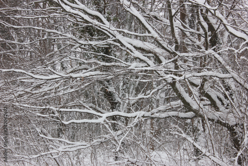 Snowy branches after fresh snowfall. Snowy branches after fresh snowfall.