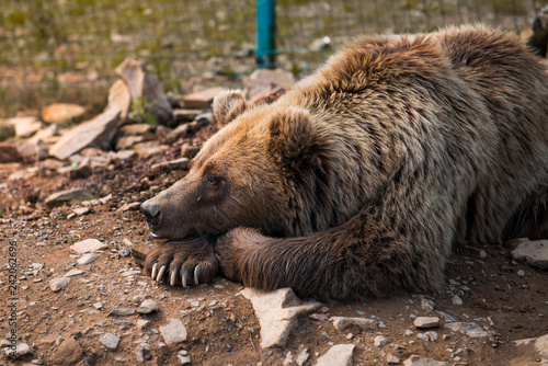 Wallpaper Mural bear Torontodigital.ca