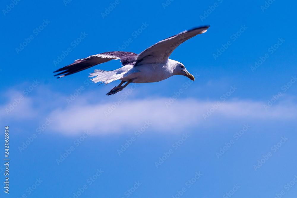 Obraz premium seagull on the beach
