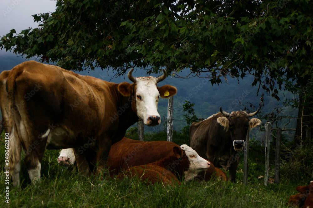 Cows in a field