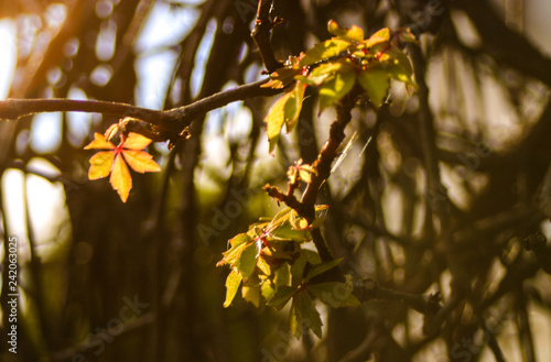 Branch of a tree