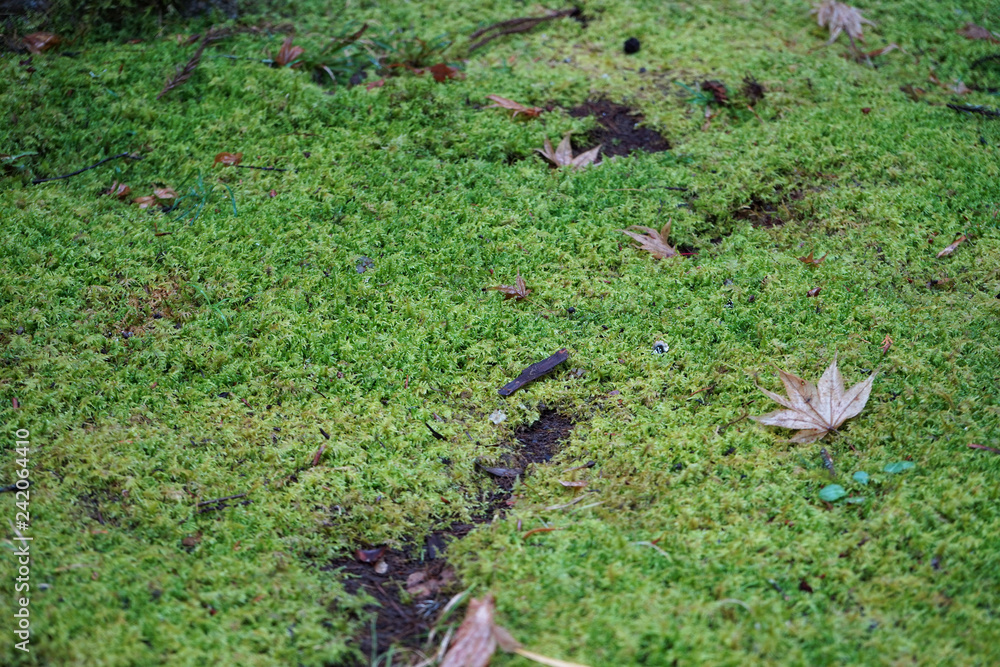 こけ コケ 苔 moss こけ コケ 苔 moss