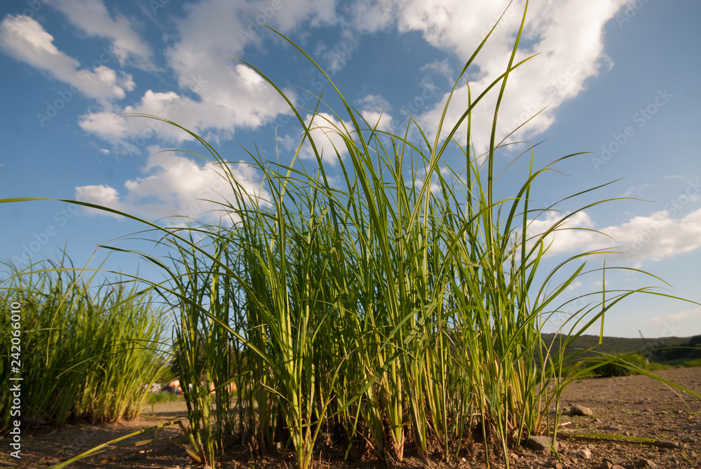 Naklejka premium Grass closeup view blue sky behind