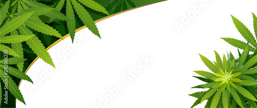 green cannabis leaf drug marijuana herb Background.