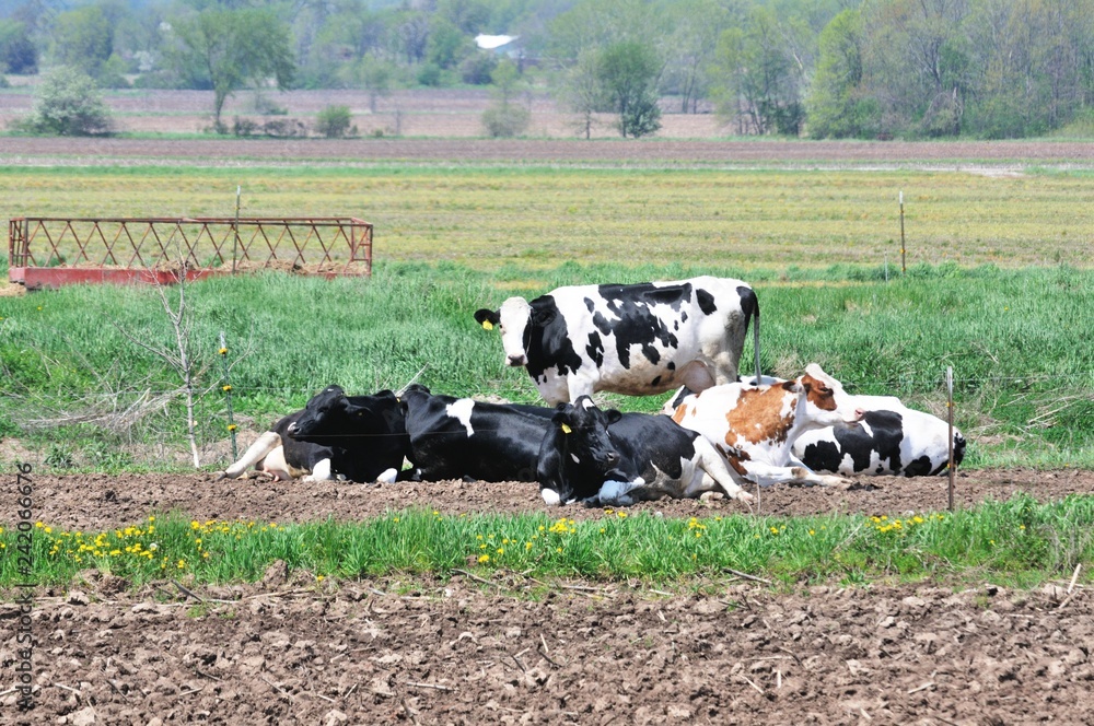 Fototapeta premium Dairy Cattle