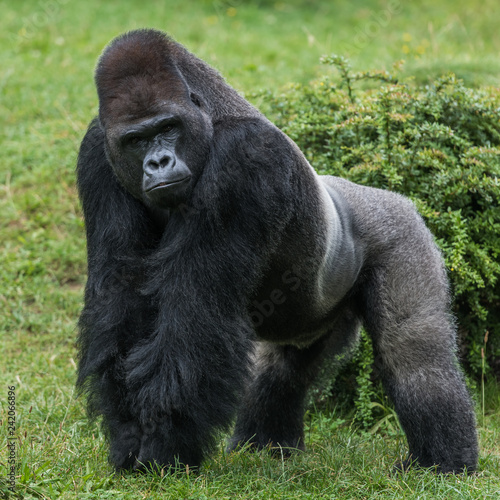 Gorilla in grass