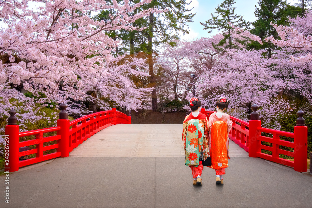 Naklejka premium Japońska gejsza z Pełnym kwiatem Sakura - Czereśniowy okwitnięcie przy Hirosaki parkiem w Japonia