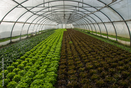 Salad in green house