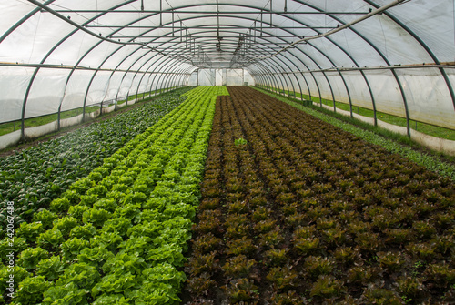 Salad in green house