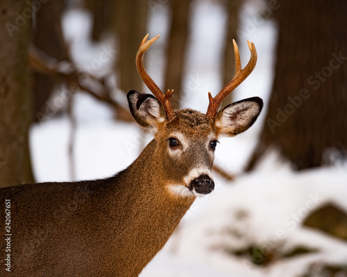 A whitetail deer buck standing in the snow in the forest