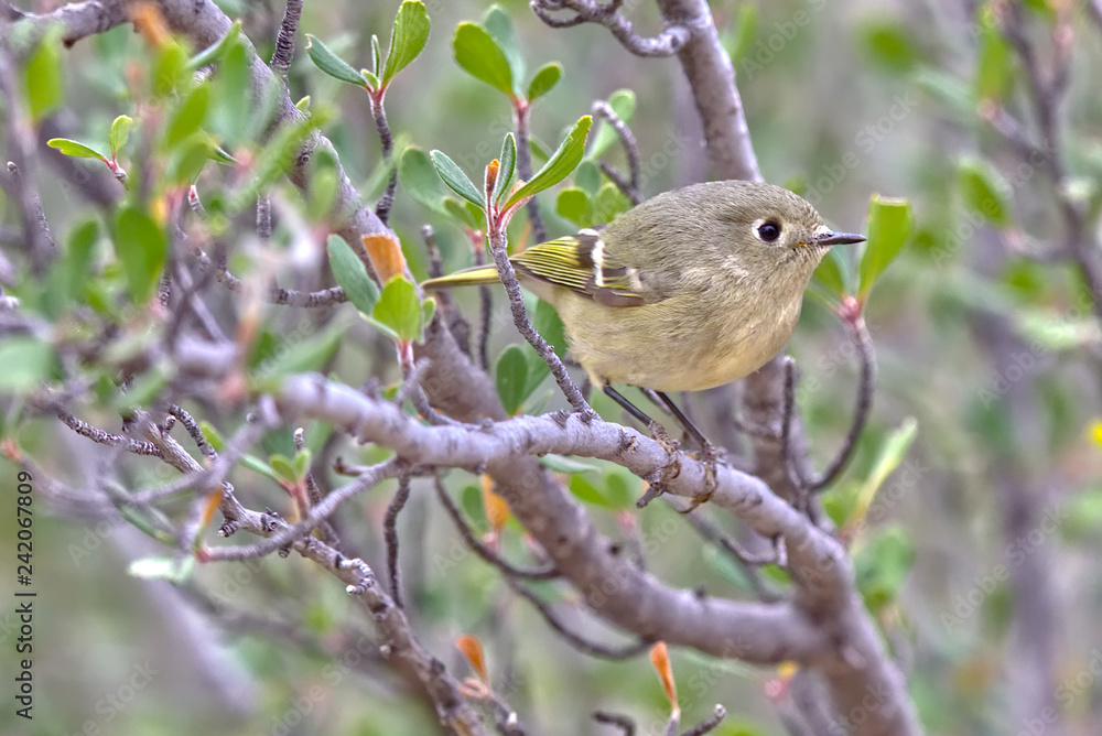 Fototapeta premium Species of Warbler near Prescott AZ. Might be either a Lucy's Warbler or Yellow Rumped Warbler
