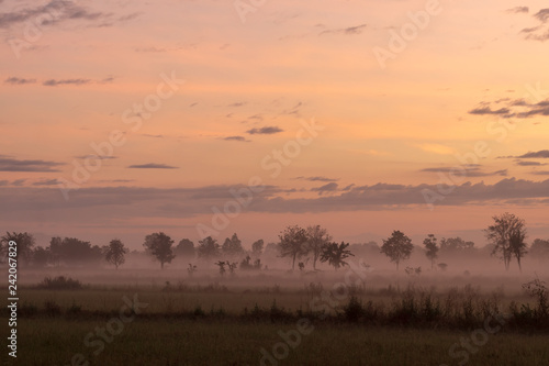 Trees in the morning mist and clouds on the countryside.