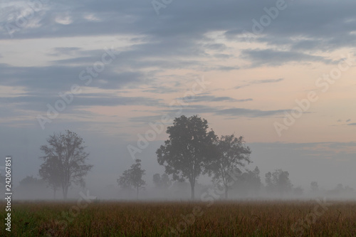 Trees in the morning mist and clouds on the countryside.