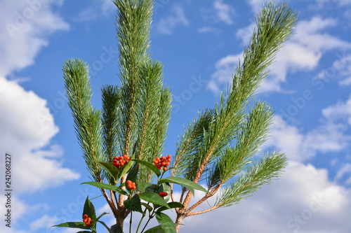 若松、千両、正月飾り、門松、和素材、青空