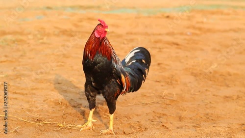 portrait of a rooster