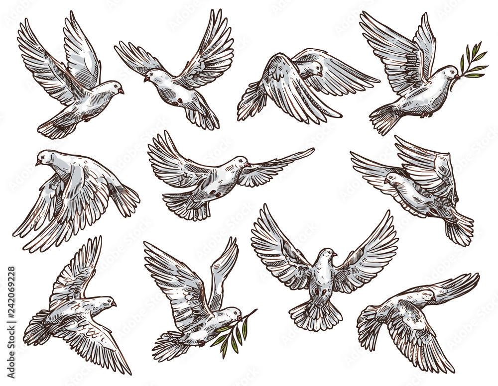 Obraz premium White dove with olive branch, flying pigeon birds