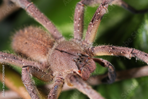The Brazilian Wandering Spider (Phoneutria nigriventer) on the Singônio (Syngonium angustatum) leaf.