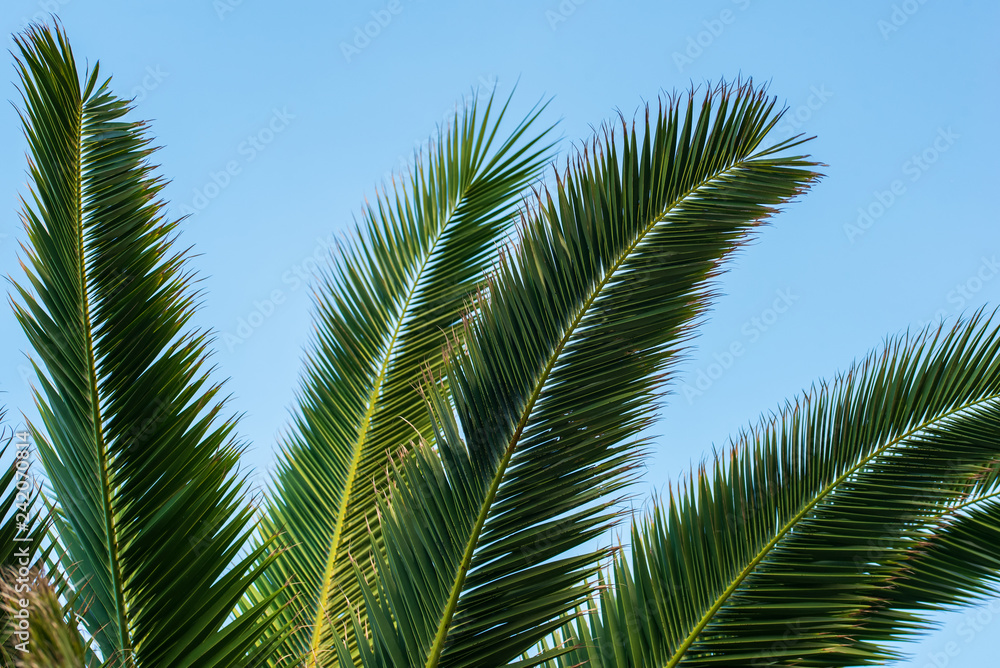 palm tree against sky palm tree against sky