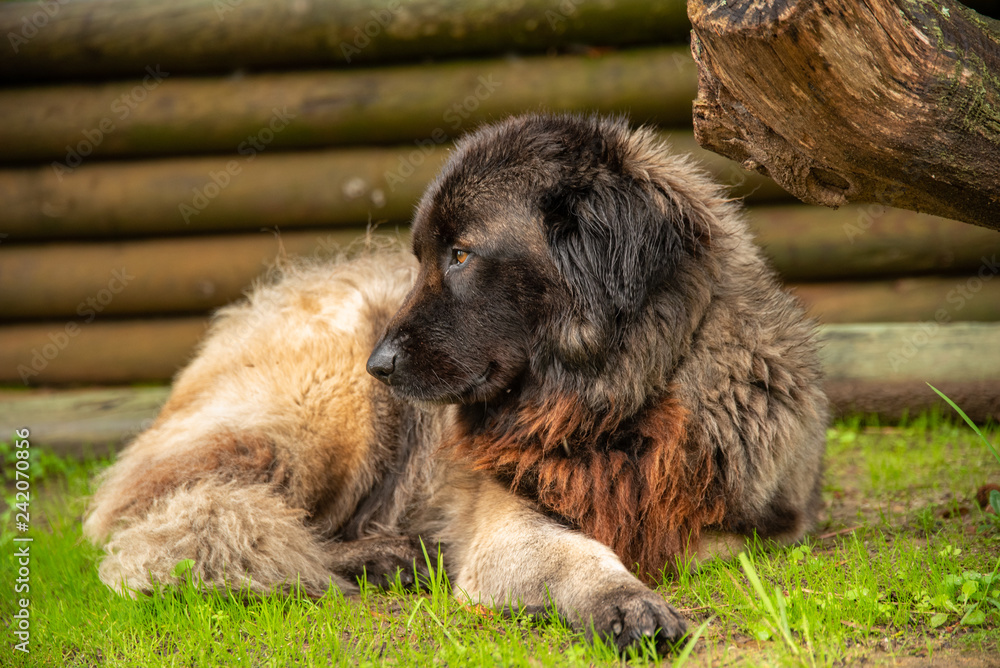 Fototapeta premium Serra da Estrela Portuguese dog