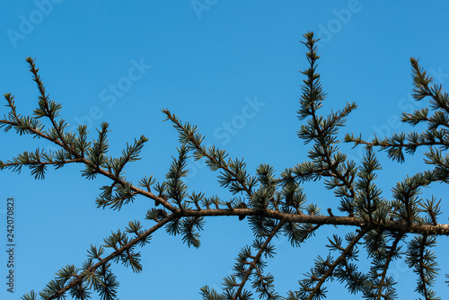 pine tree against sky photo