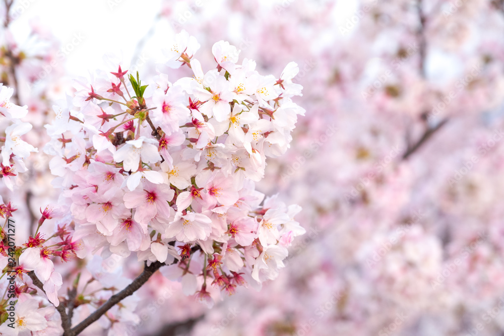 Close up sakura cherry blossoms flower branches in pink color full bloom , good sakura background in Japan,the flora so beautiful soft blur in sunny day, spring season in Japan. Close up sakura cherry blossoms flower branches in pink color full bloom , good sakura background in Japan,the flora so beautiful soft blur in sunny day, spring season in Japan.