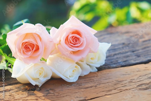 Beautiful white and pink fresh rose on wood background, living coral tone, sweet valentine concept © sundaemorning