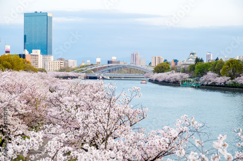 Sakura cherry blossoms next to river view sakuranomiya park, bridge view with Osaka castle behind, sakura trees along the river side city view against blue sky in Osaka,Japan