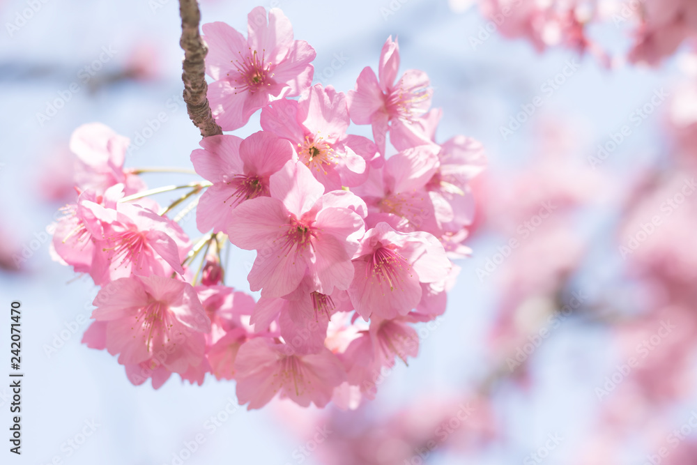 桜、クローズアップ、春バックグラウンド