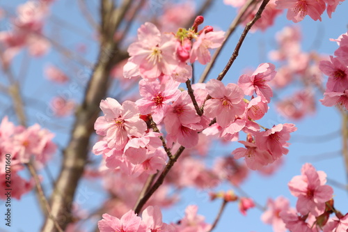 桜 © 麻鈴 溝上