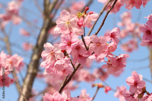 桜