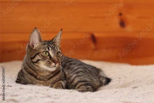 Manx cat relaxing on a dog bed photo