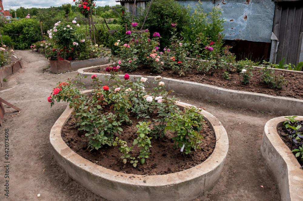 Flowerbed with roses at their summer cottage