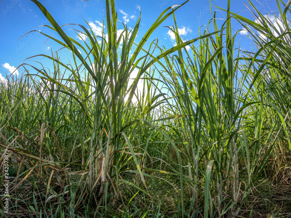 Fototapeta premium Sugar cane plantation sunset