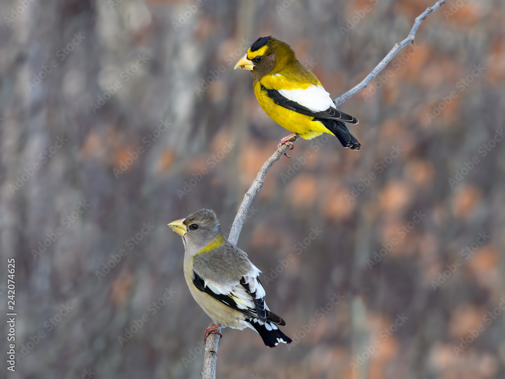Naklejka premium Male and Female Evening Grosbeaks in Winter, Portrait