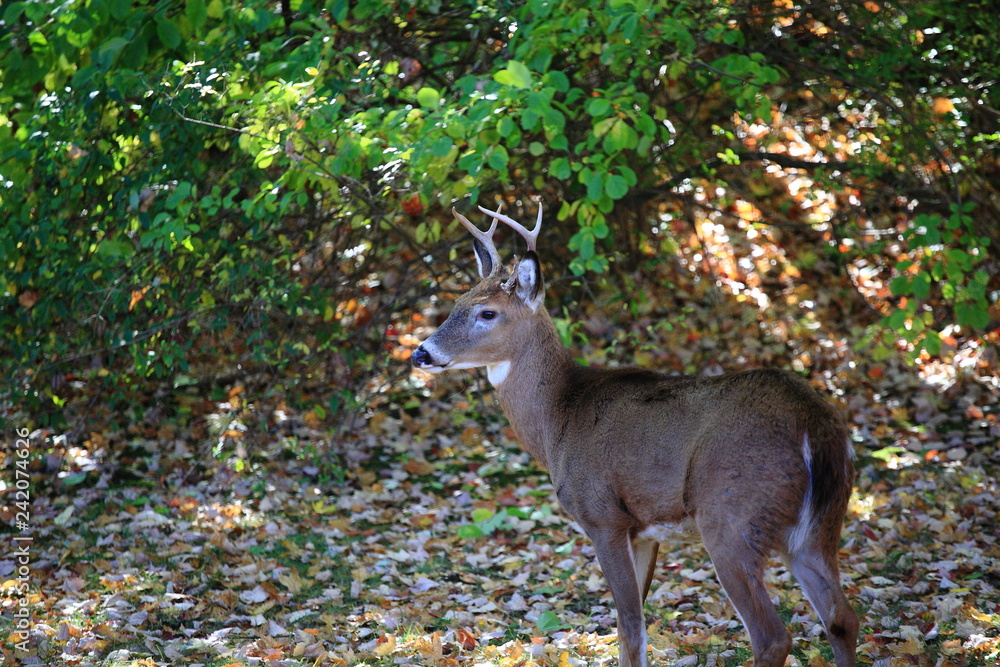 Backyard Deer - Wild deer forages in suburban yard. Backyard Deer - Wild deer forages in suburban yard.