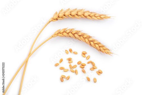 grain and ears of wheat isolated on white background. Top view