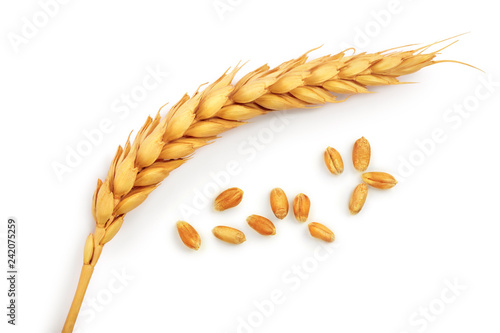 grain and ears of wheat isolated on white background. Top view