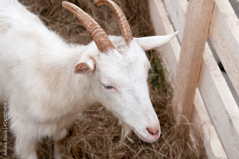 Obraz premium White goat on a farm