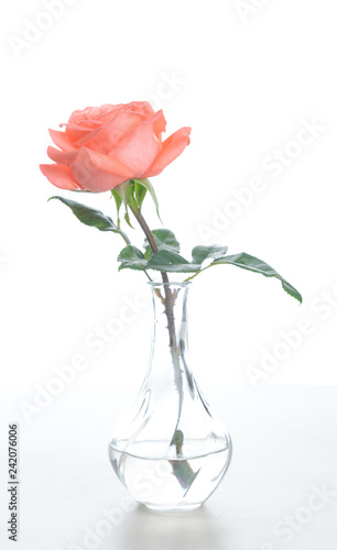 Single beautiful fresh pink rose in glass vase isolated on white background - Image