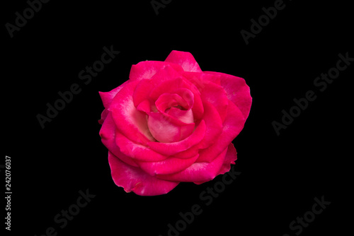 Red roses on a black background, clipping path.