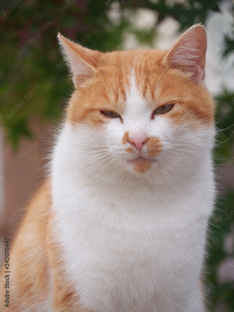 街角の猫