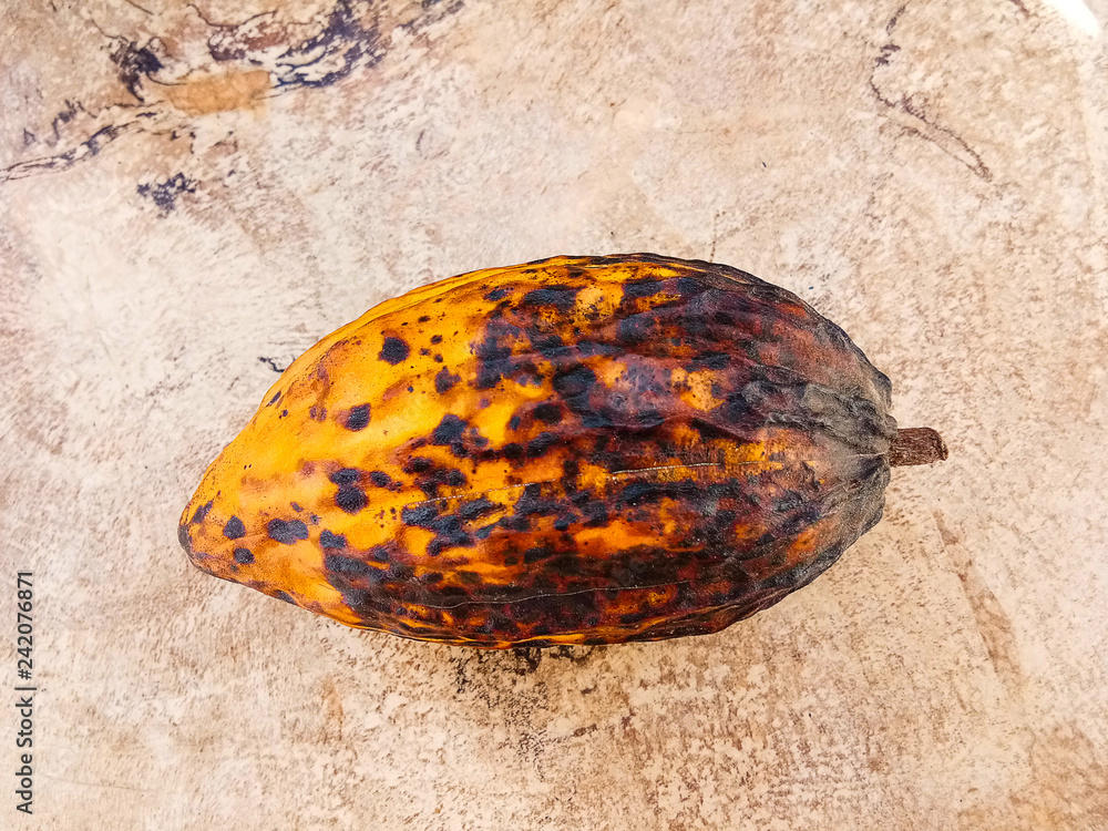 Cocoa pod on a white background.